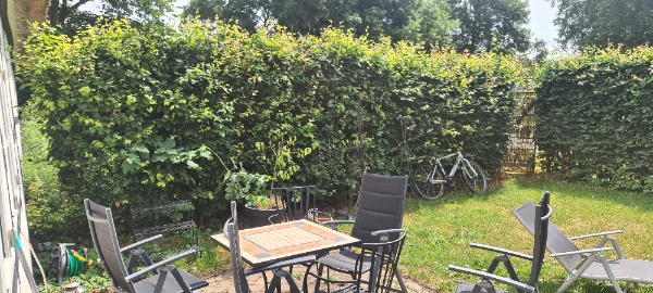 Hedge trimmed, both sides and tops taken back 25cm