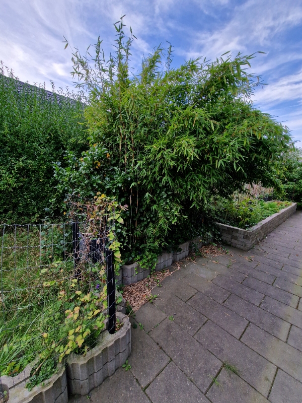 Stubfræsning af bambus