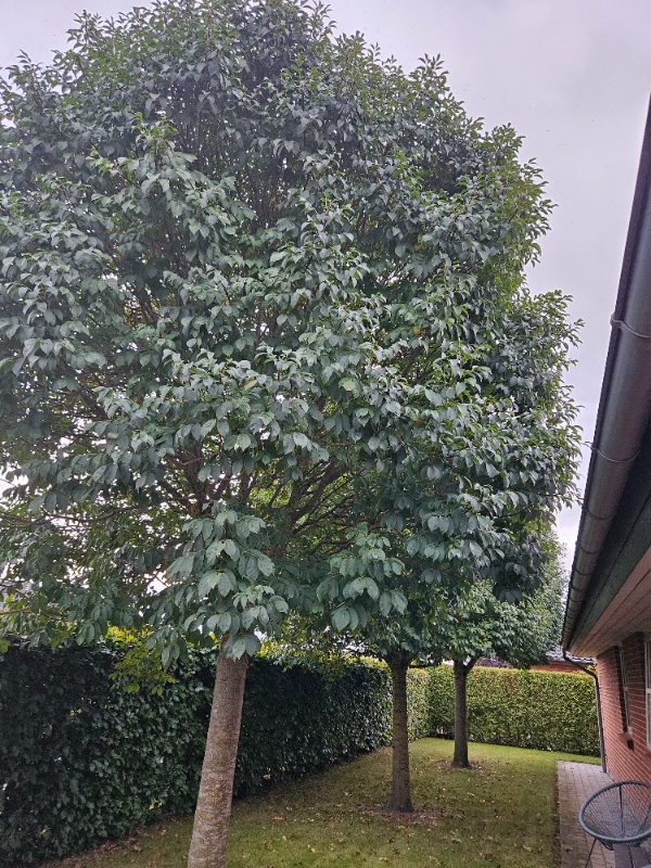 Beskæring af 5 styks træer, heraf 2 æbletræer