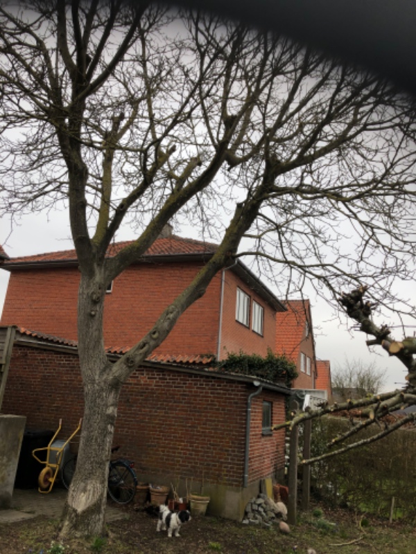 Fældet valnøddetræ