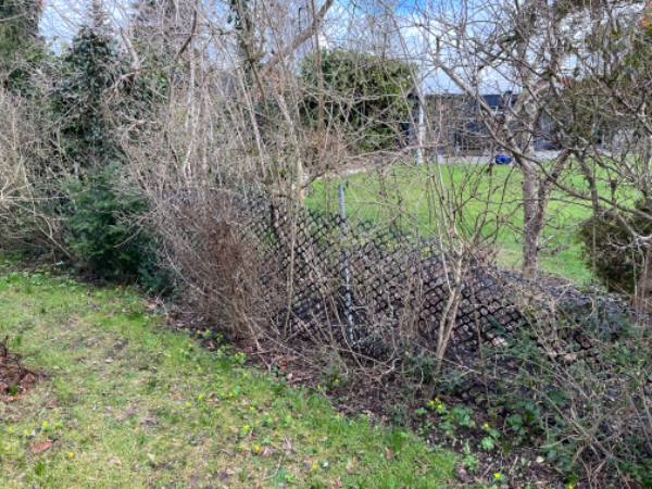 12 m hæk, fjern den gamle og plant nye taksplanter