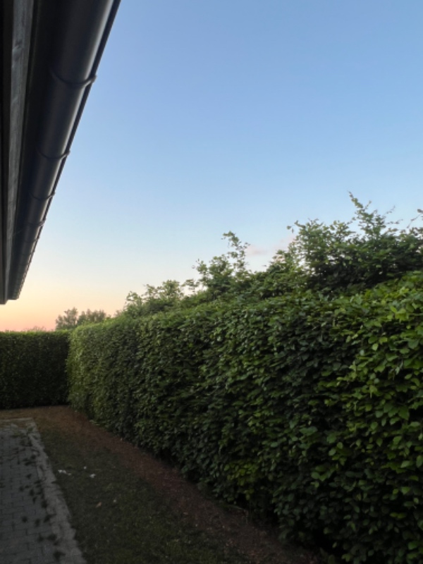 Klipning af bøgehæk