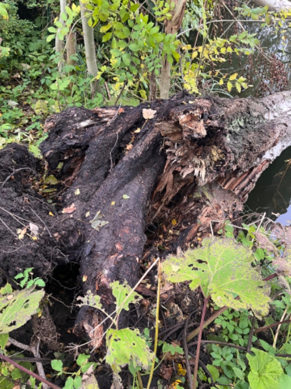 Fjernelse af træ fra sø og skæring af træ.