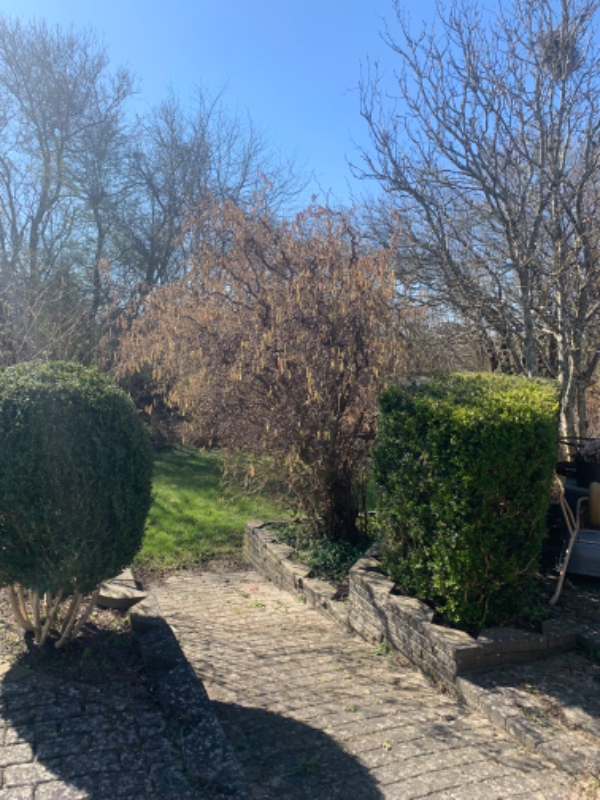 Forårsklargøring af haven samt klip af stor troldhassel