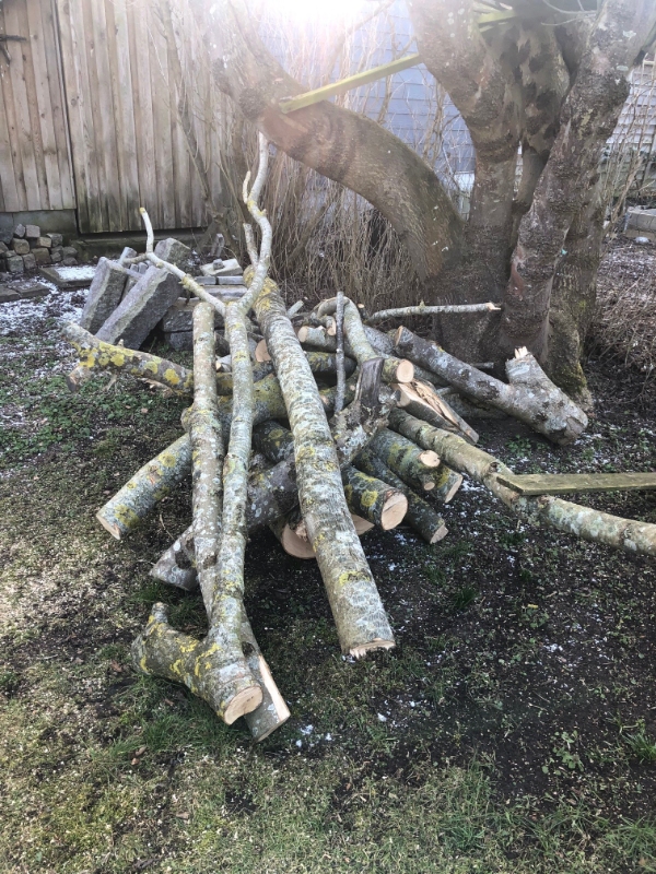 Skære/Save træ til brænde