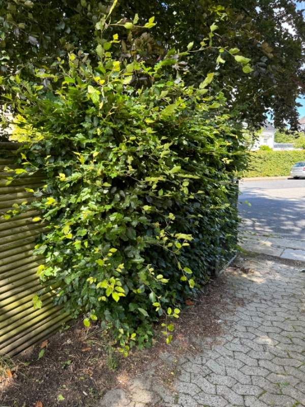 Hækklipning og bortkørsel af afklip