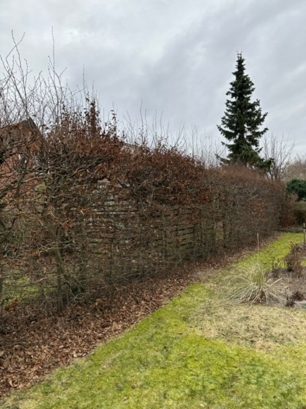 Beskæring af toppen på bøgehæk, 19 meter