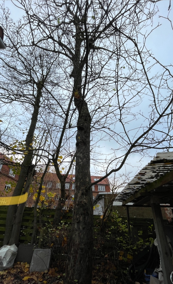 Fælde et træ inkl. stubfjernelse