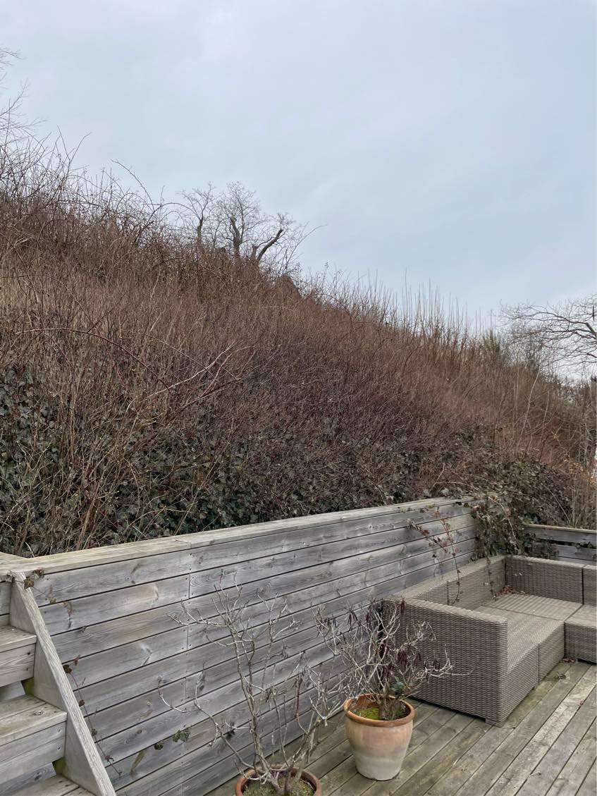 Kraftig beskæring af skrænt på ca 400 m2. Skrænten er relativt stejl. Skal beskæres fra ca 1 meter til 50 cm.