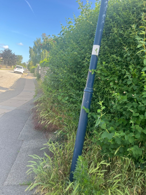 Klipping af hæk og fjernelse