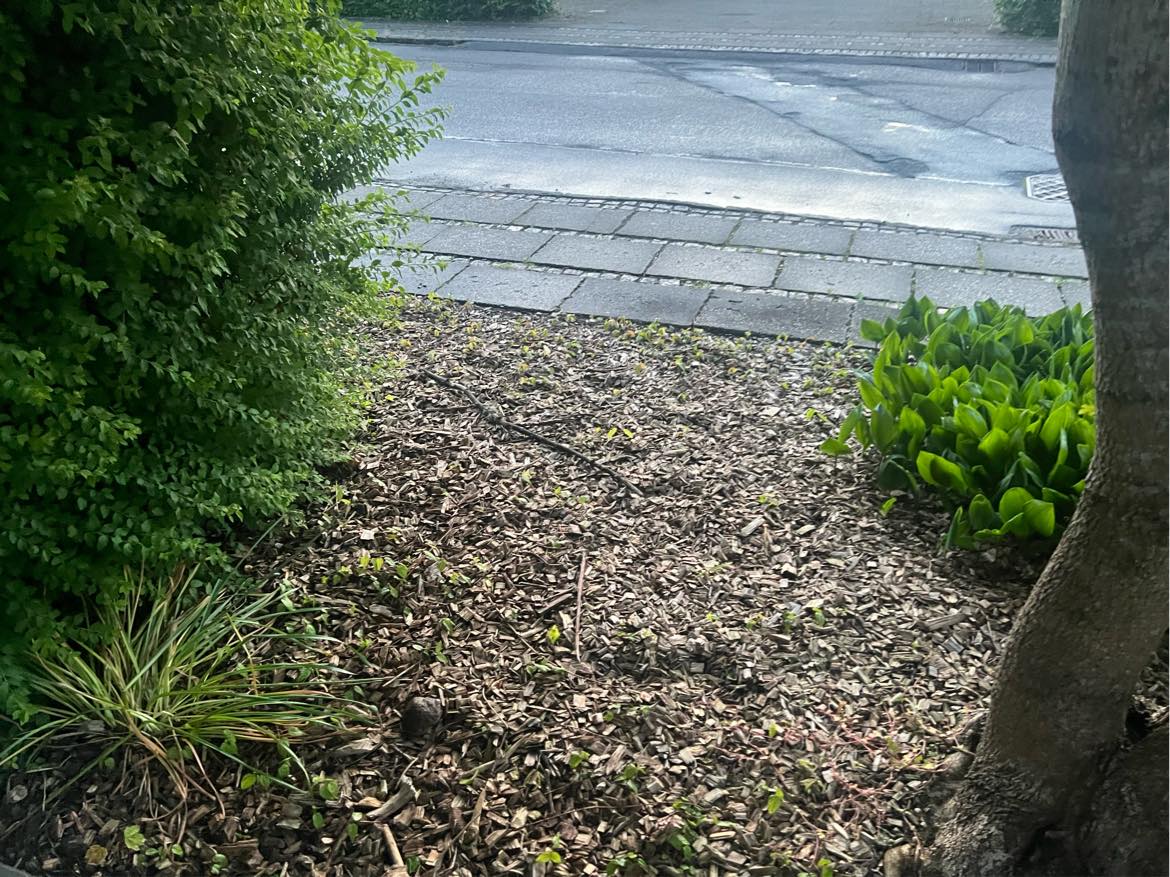 Hækklipning og beskæring af træer