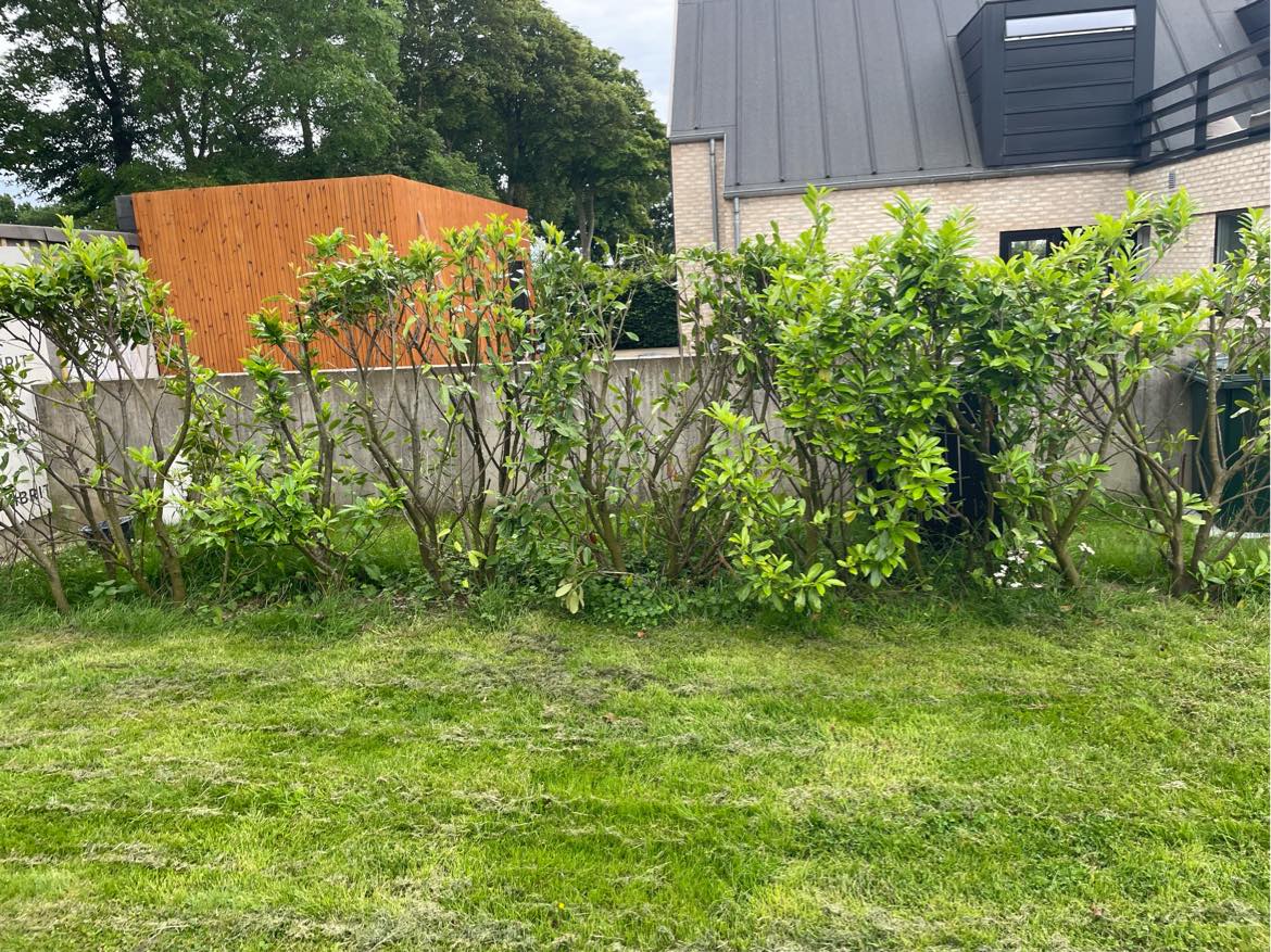 Fjerne 25 meter ukrudt under hæk