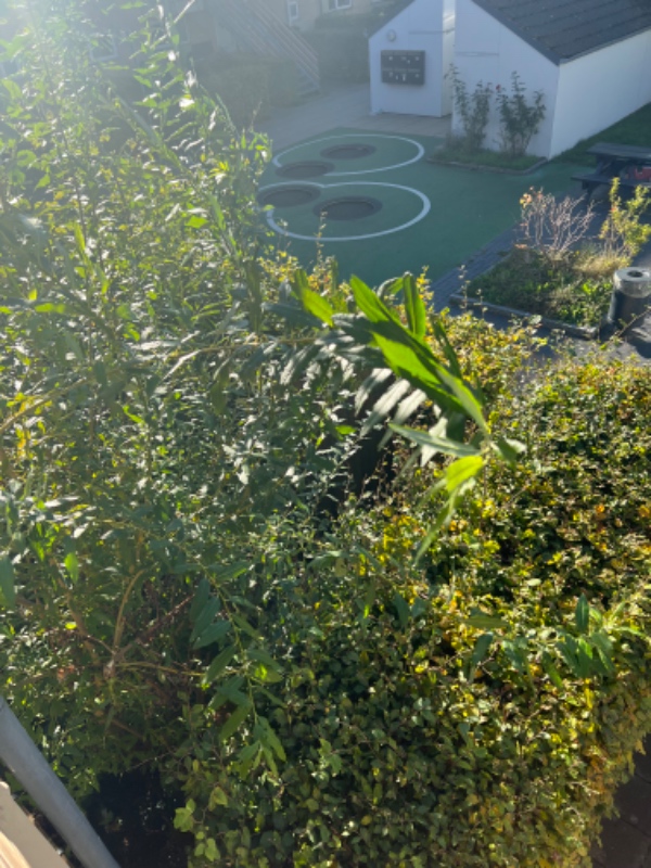 Hækkeklip 10-12 meter og bambus træ som skal beskæres