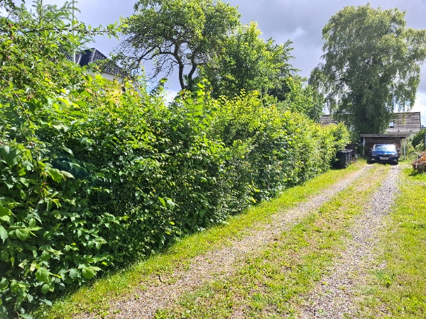 Hækklipning og affaldsbortskaffelse