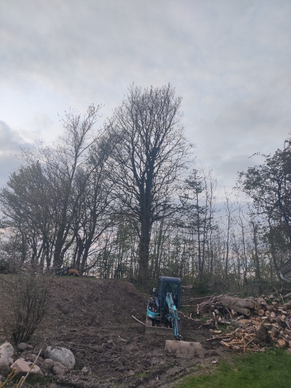 Fældet et stort ahorn træ..