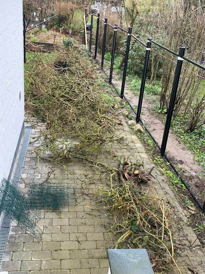 Fjernet en hæk som er fældet