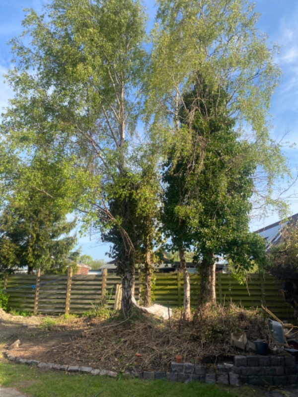 Fjern efeu fra tre birketræer.