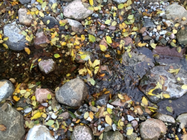 Rense vandløb og kanter for grene, blade mm. Køre planter ind i garagen.