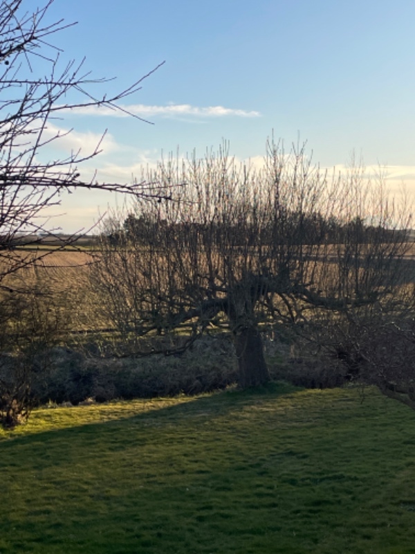 Beskæring af træer