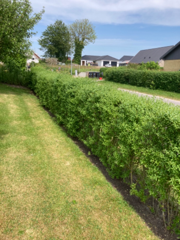 Beskæring af ligusterhæk