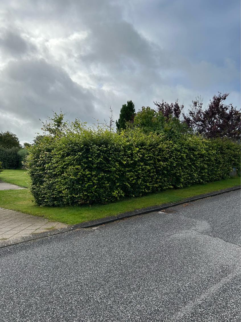 Hækklipning og bortskaffelse