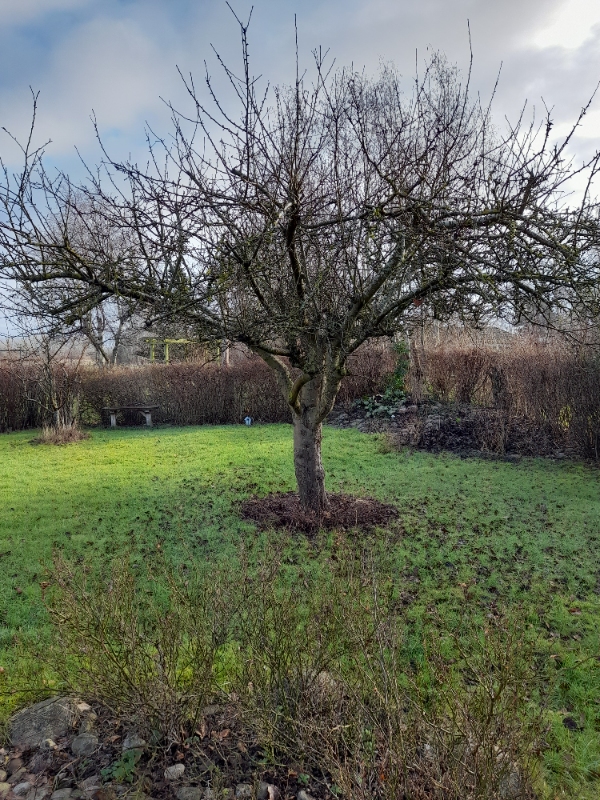 Beskæring af et pæretræ og et æbletræ