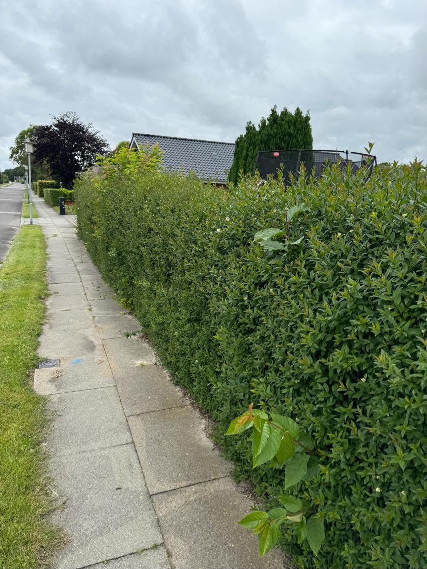 Hækkeklipning (liguster), fjernelse af ukrudt i og under hæk samt bortskaffelse.