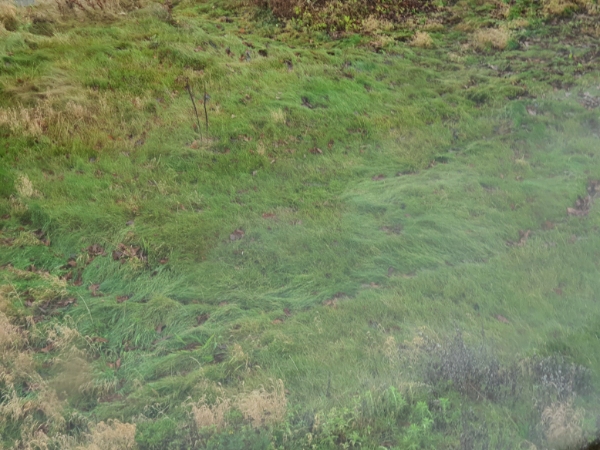 Slåning af græsplæne