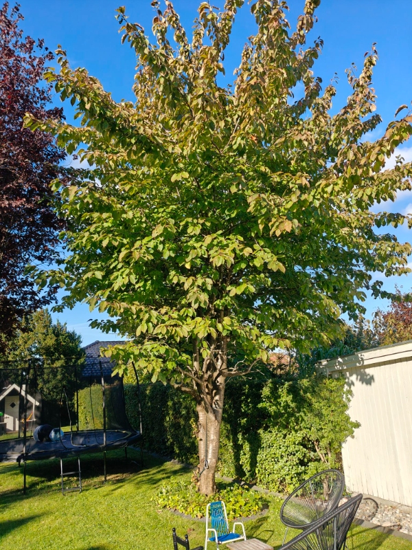 Beskæring af træer