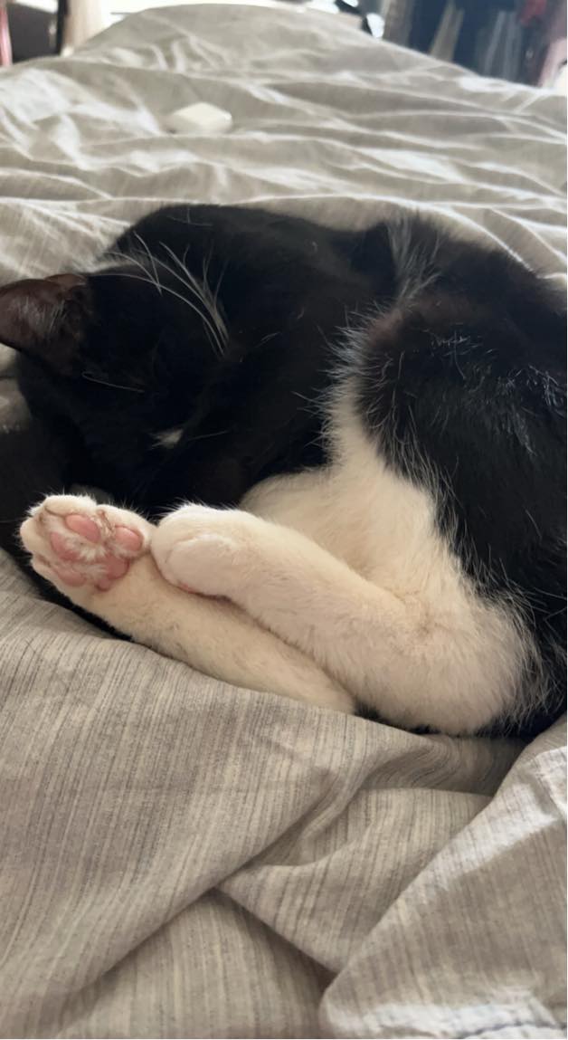 Pasning til inde kat