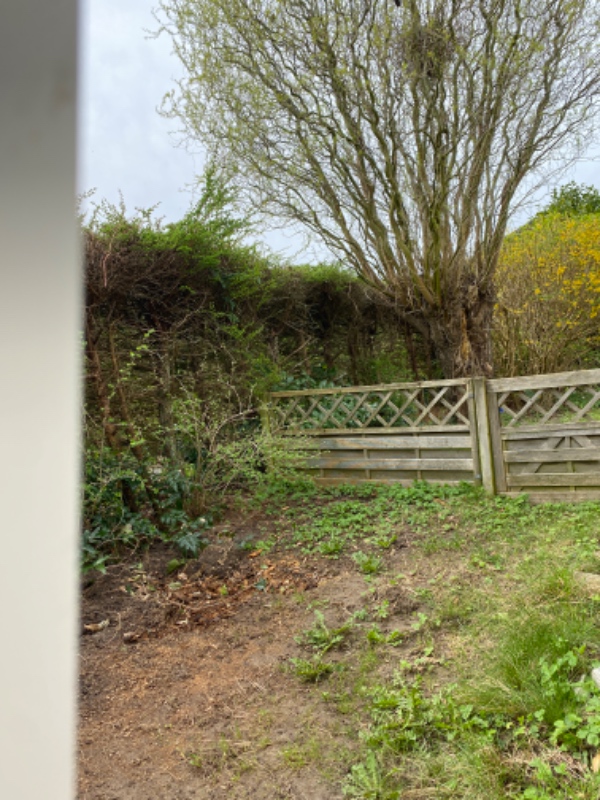 Fældet og rodfræset 2-3 træer