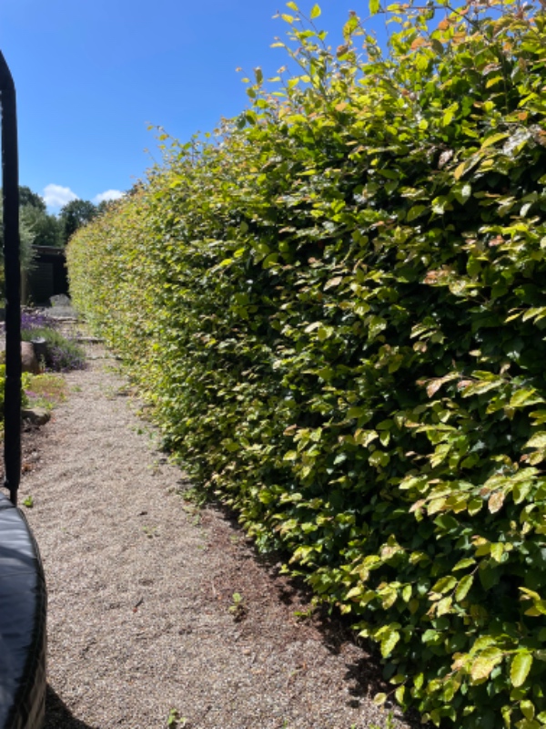 Hækklipning og beskæring