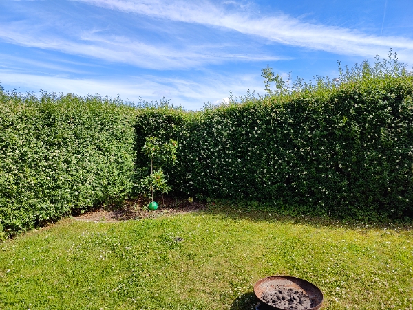 Hækklipning af 45 meter hæk