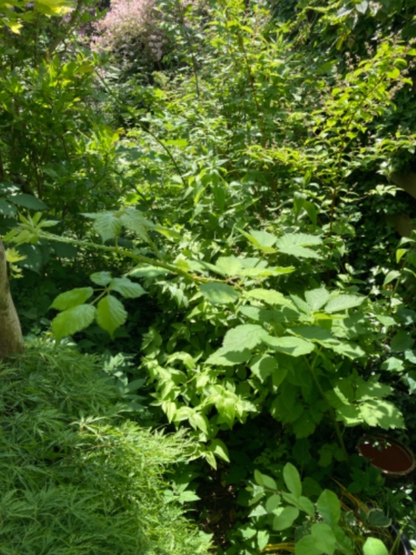 Lugning og oprydning af bede