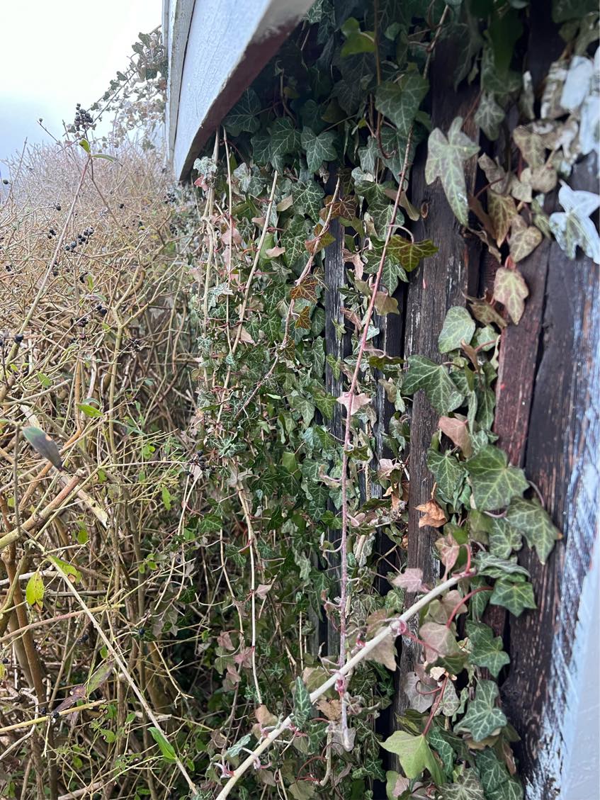 Have fjernet efeu fra en væg på vores skur