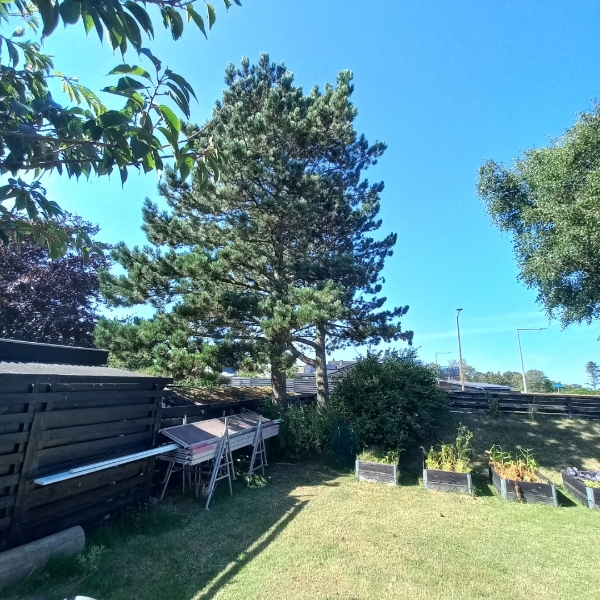 Nedtagning af 2 fyr træer der står på hjørnet af Solsbækvej og Brolæggervej i sæby. Ses bedst fra Brolæggervej.