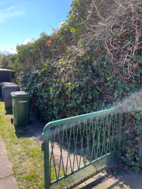 Fjernelse af raftehegn og efeu