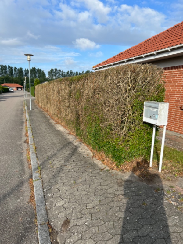 Beskæring af ligusterhæk