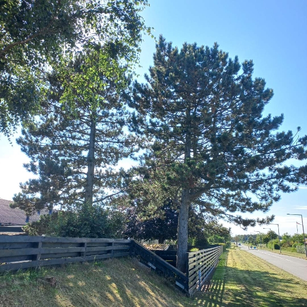 Nedtagning af 2 fyr træer der står på hjørnet af Solsbækvej og Brolæggervej i sæby. Ses bedst fra Brolæggervej.