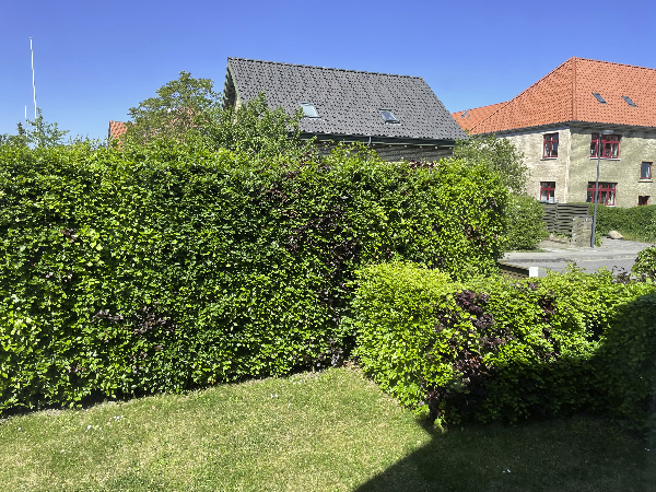 Beskæring og bortskaffelse af hæk