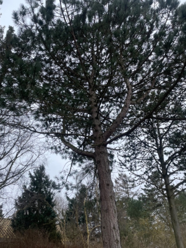 Fældning af fire grantræer