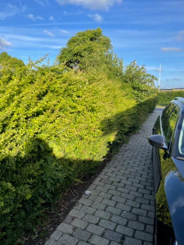 Fjernelse af 25 m hæk