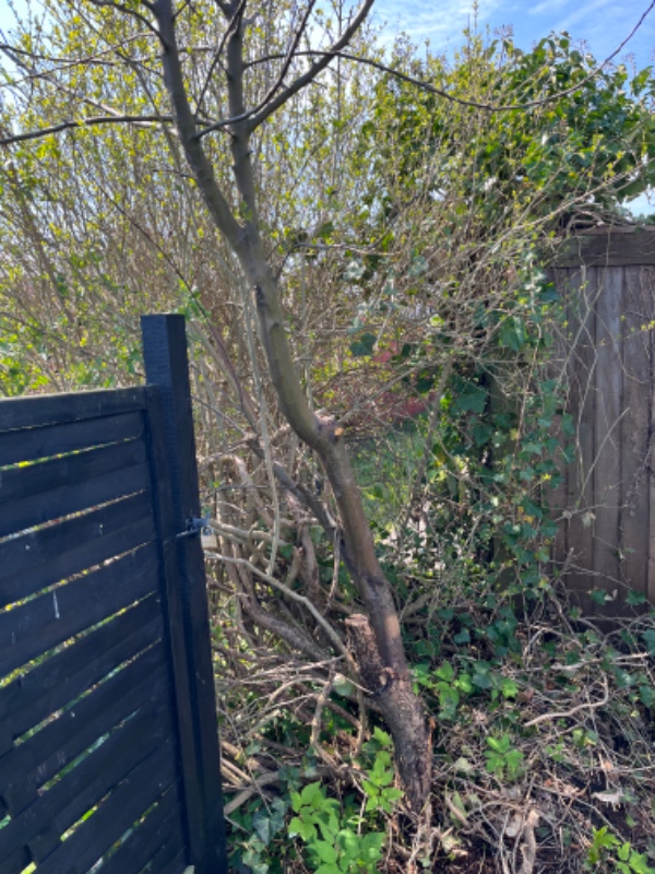 Fjernelse af hæk og hegninstallation