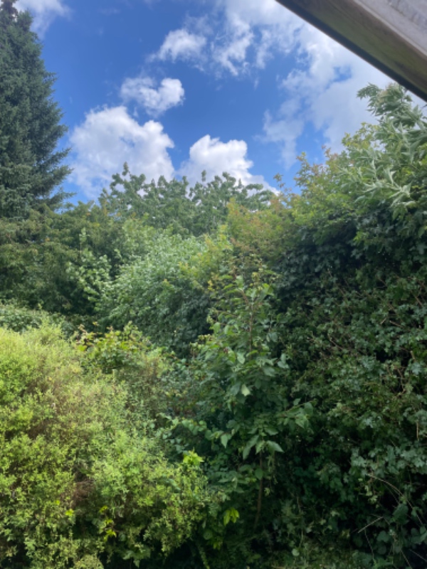 Hæk og busk klipning