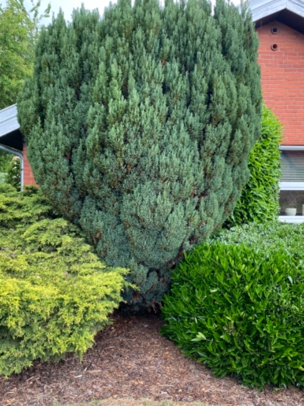 Klippet busk/ gran ned hurtigst muligt.