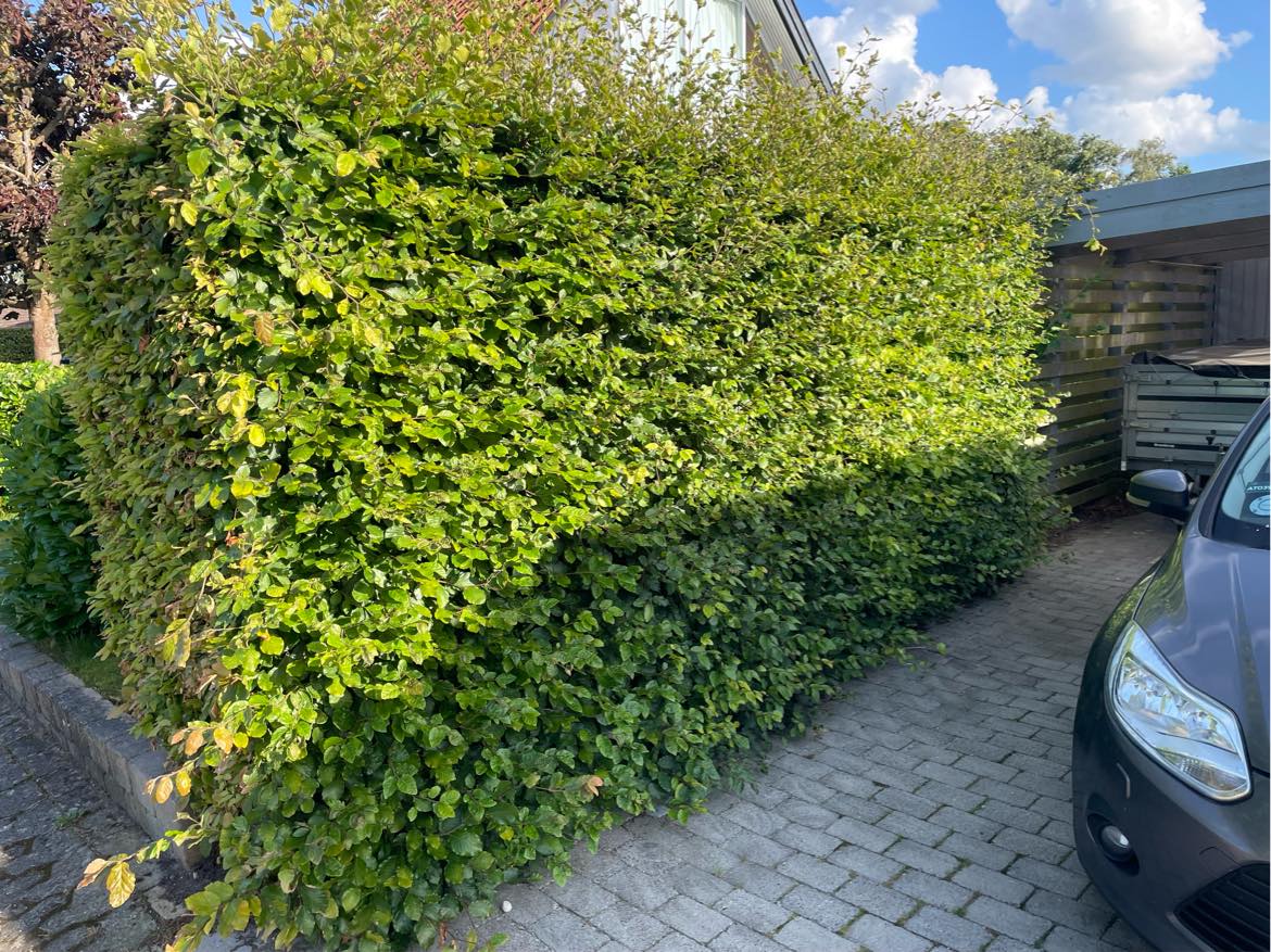 Klip 3 mindre stykker hæk