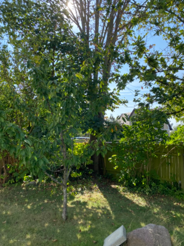 Udgravning af buske og træfalding