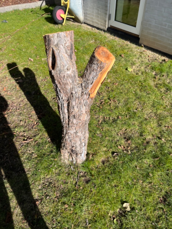 Søger person med stubfræser til at fjerne 3 store rødder