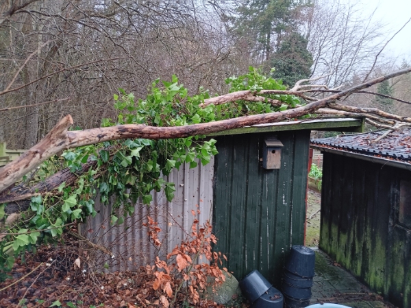 fjerne et væltet træ