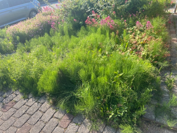 Havearbejde: klipning og ukrudtsfjernelse